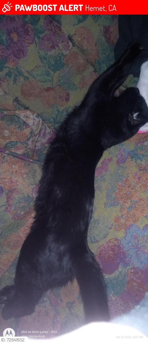 Lost Male Cat last seen Columbia st and Acacia Ave, Hemet, CA 92544