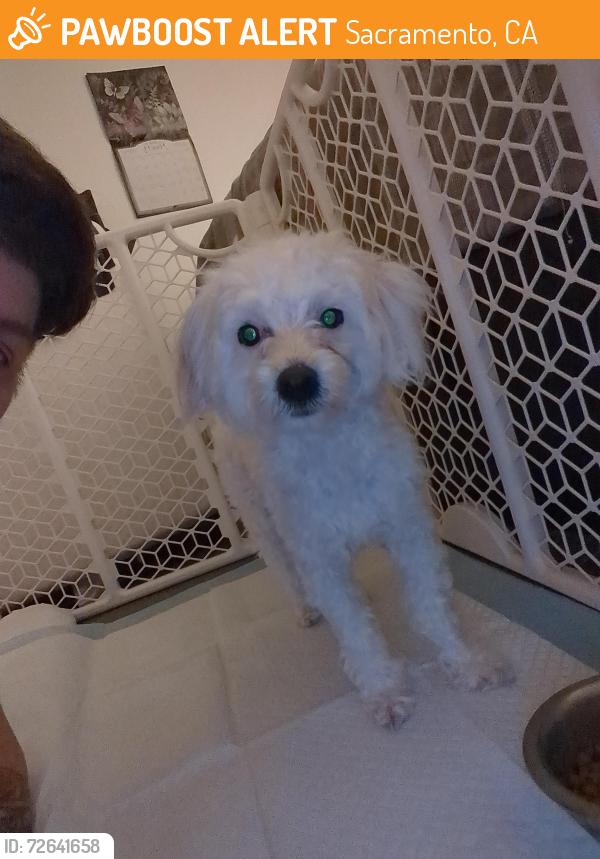 Found/Stray Male Dog last seen Front street, Sacramento, CA 95814