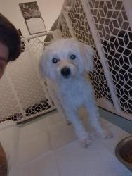 Found/Stray Male Dog last seen Front street, Sacramento, CA 95814