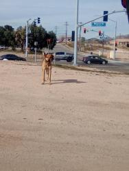 Found/Stray Female Dog last seen Mojave Drive, Victorville, CA 92394