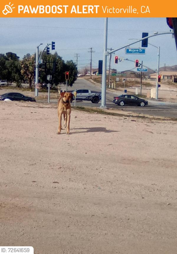 Found/Stray Female Dog last seen Mojave Drive, Victorville, CA 92394