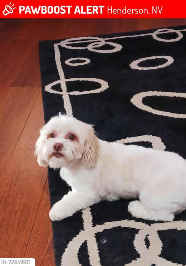 Lost Female Dog last seen JESUP AND ROBINDALE, Henderson, NV 89074