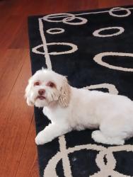 Lost Female Dog last seen JESUP AND ROBINDALE, Henderson, NV 89074
