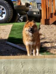 Found/Stray Unknown Dog last seen Hillside road, Rancho Cucamonga, CA 91737