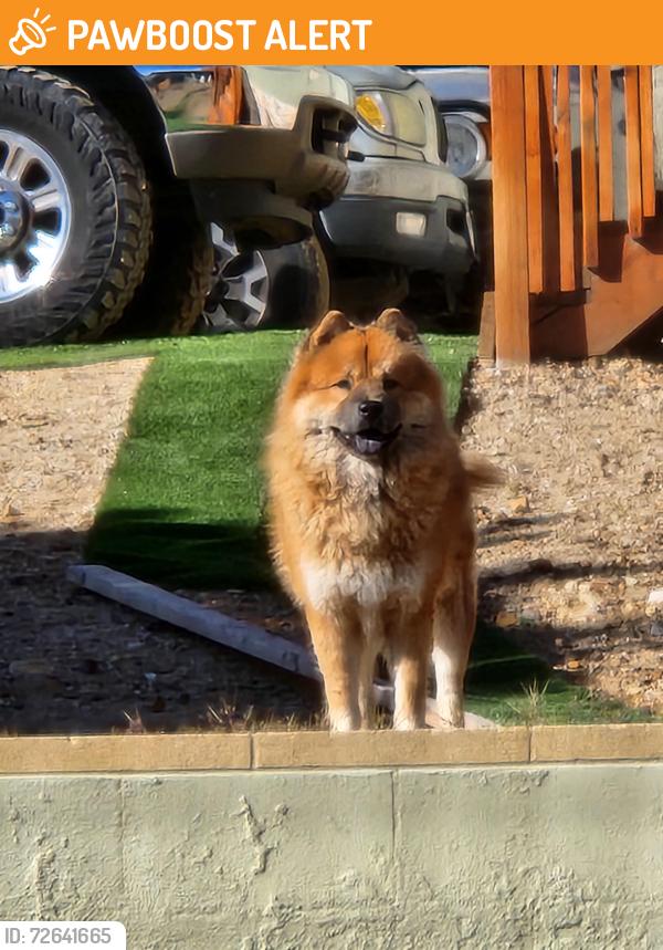 Found/Stray Unknown Dog last seen Hillside road, Rancho Cucamonga, CA 91737