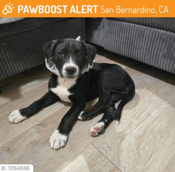 Found/Stray Female Dog last seen Rialto Ave , San Bernardino, CA 92403