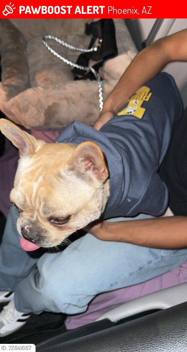 Lost Male Dog last seen 60th ave mcdowell rd, Phoenix, AZ 85035