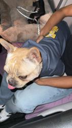Lost Male Dog last seen 60th ave mcdowell rd, Phoenix, AZ 85035