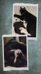 Lost Male Cat last seen 4th and  walnut  by Oakdale park, Salina, KS 67401