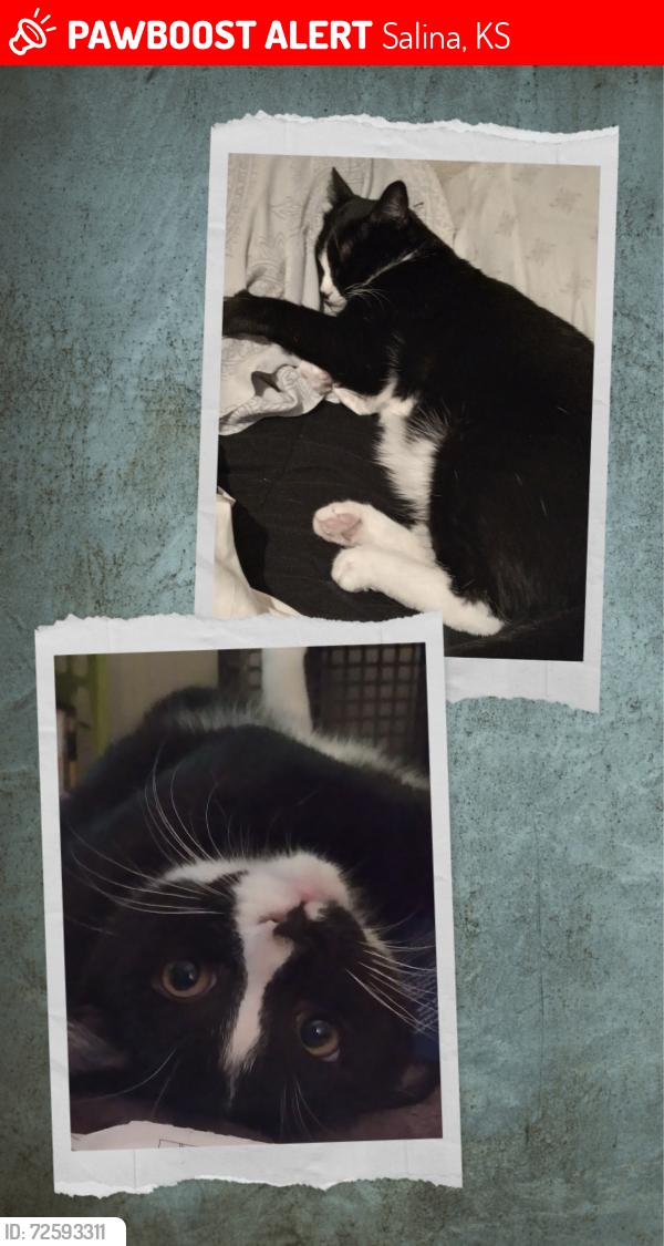 Lost Male Cat last seen 4th and  walnut  by Oakdale park, Salina, KS 67401