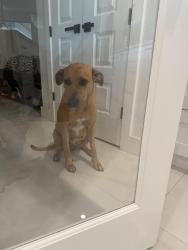 Lost Female Dog last seen Gallagher & Knights Griffin , Hillsborough County, FL 33565