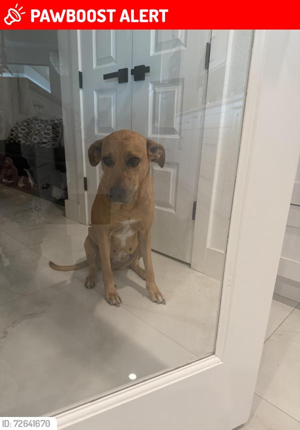Lost Female Dog last seen Gallagher & Knights Griffin , Hillsborough County, FL 33565