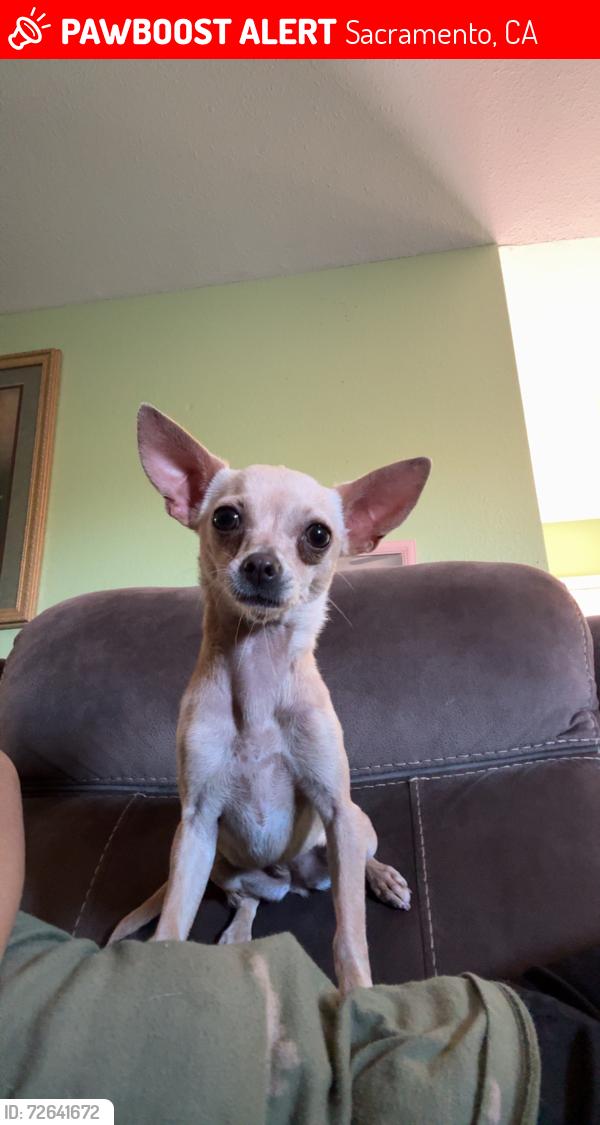Lost Male Dog last seen Near Lockborne Drive, Sacramento, CA 95823