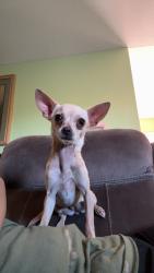 Lost Male Dog last seen Near Lockborne Drive, Sacramento, CA 95823