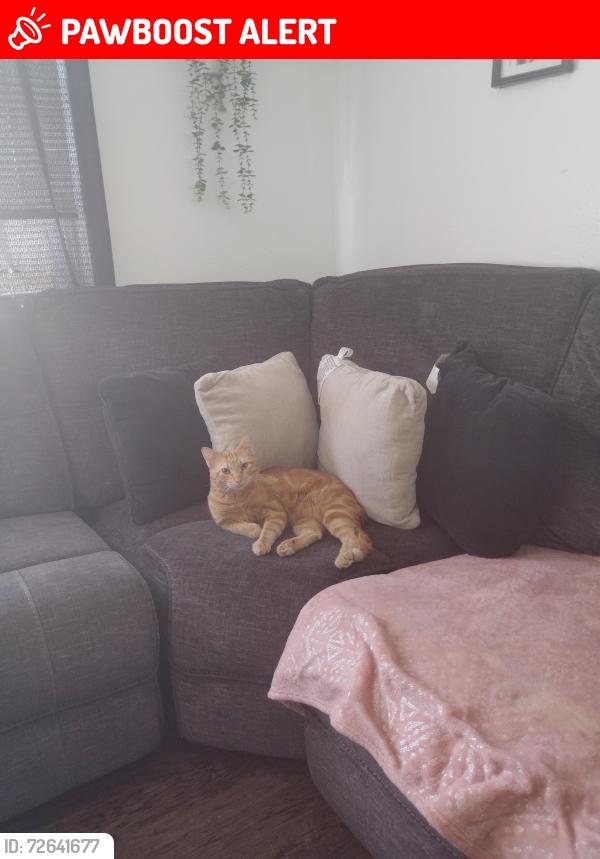 Lost Male Cat last seen Sky Landing apmts , White Settlement, TX 76108