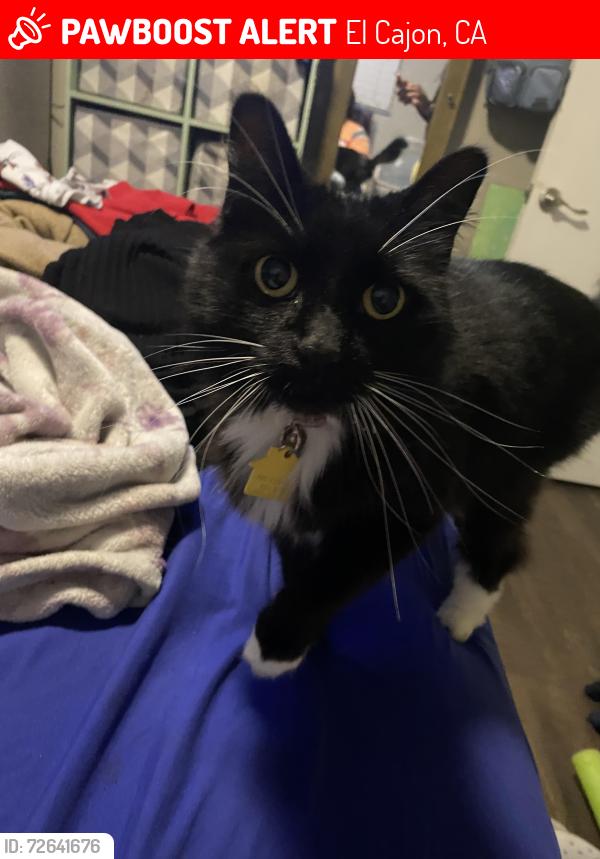 Lost Female Cat last seen South Johnson Ave, W Washington Ave, Emerald Ave, El Cajon, CA 92020