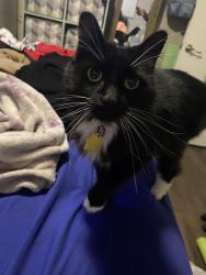 Lost Female Cat last seen South Johnson Ave, W Washington Ave, Emerald Ave, El Cajon, CA 92020