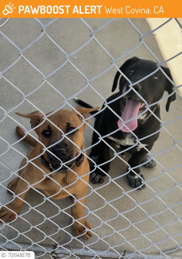 Found/Stray Male Dog last seen Puente near Sunset, West Covina, CA 91790