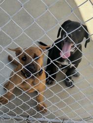 Found/Stray Male Dog last seen Puente near Sunset, West Covina, CA 91790