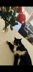 Lost Male Cat last seen Across Fire Station, Lyman, SC 29365