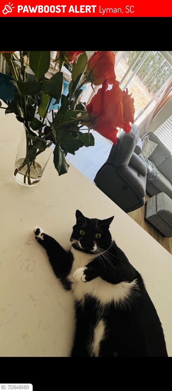 Lost Male Cat last seen Across Fire Station, Lyman, SC 29365