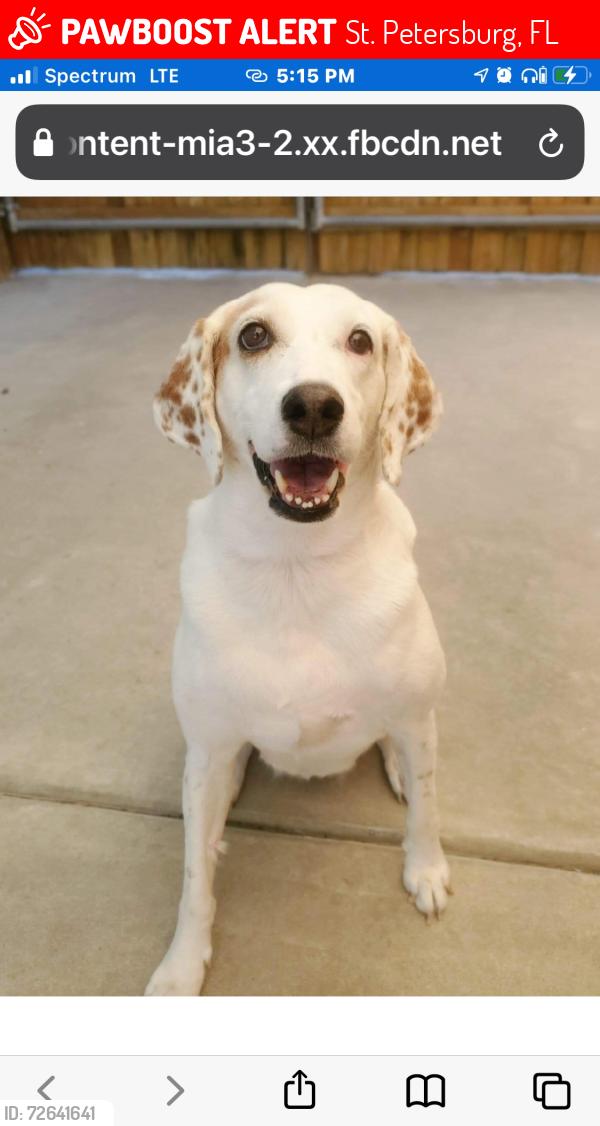 Lost Female Dog last seen 72nd St N Azalea Park , St. Petersburg, FL 33710