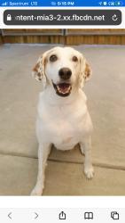 Lost Female Dog last seen 72nd St N Azalea Park , St. Petersburg, FL 33710