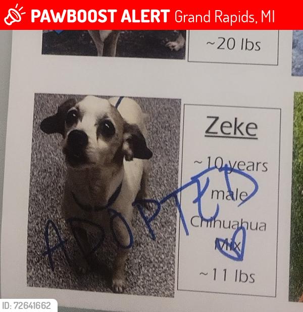 Lost Male Dog last seen Kent county animal shelter, Grand Rapids, MI 49525
