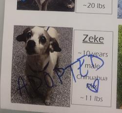 Lost Male Dog last seen Kent county animal shelter, Grand Rapids, MI 49525