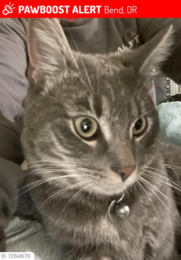 Lost Male Cat last seen JD estates & Cooley Rd, Bend, OR 97701