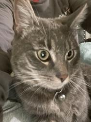 Lost Male Cat last seen JD estates & Cooley Rd, Bend, OR 97701
