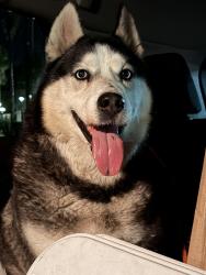 Found/Stray Male Dog last seen Montebello City Park, Montebello, CA 90640