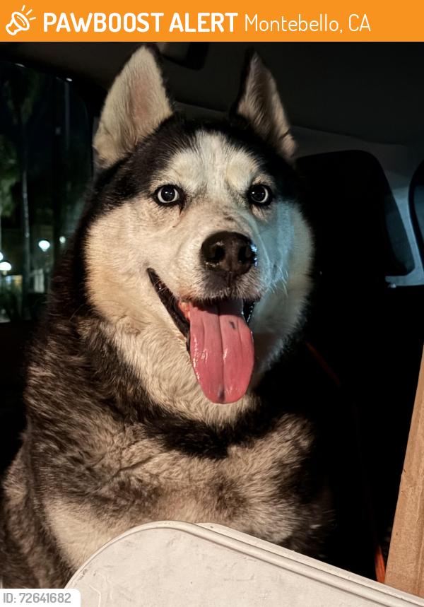 Found/Stray Male Dog last seen Montebello City Park, Montebello, CA 90640