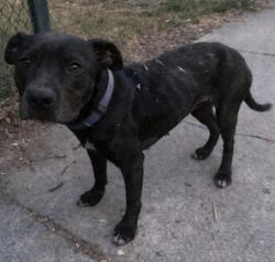 Found/Stray Female Dog last seen Central ave, Columbus, OH 43204