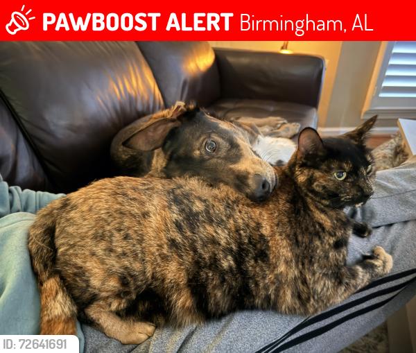 Lost Female Cat last seen Caldwell Mill Road, Birmingham, AL 35242