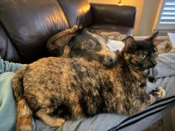 Lost Female Cat last seen Caldwell Mill Road, Birmingham, AL 35242