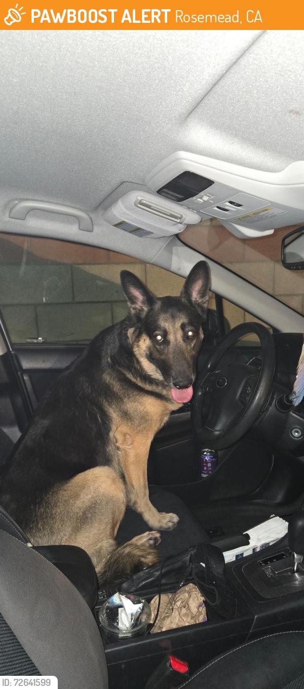 Found/Stray Male Dog last seen Valley Blvd & Hart Ave, Rosemead, CA 91770