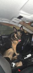 Found/Stray Male Dog last seen Valley Blvd & Hart Ave, Rosemead, CA 91770