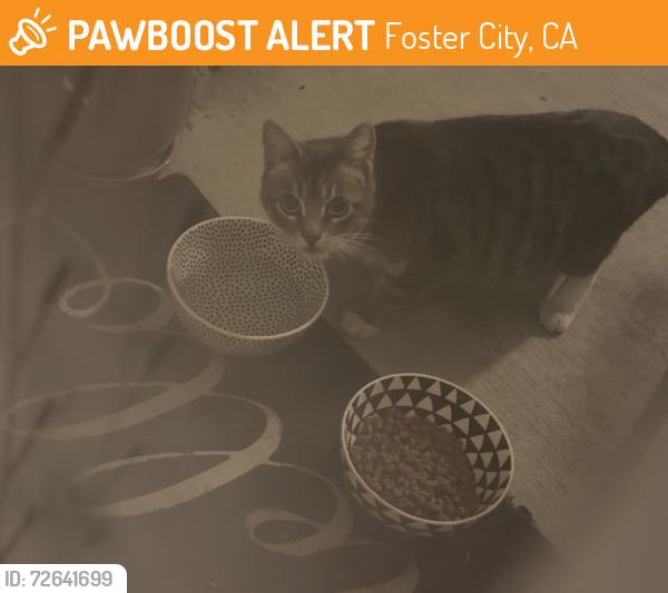 Found/Stray Unknown Cat last seen Behind Stabird roaming the Plaza apmts, Foster City, CA 94404