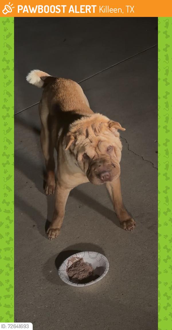Found/Stray Male Dog last seen Near stagecoach road by the dollar general near the Career center., Killeen, TX 76542