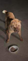 Found/Stray Male Dog last seen Near stagecoach road by the dollar general near the Career center., Killeen, TX 76542