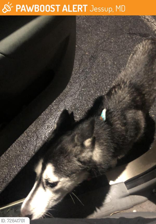 Found/Stray Female Dog last seen Jessup, Maryland , Jessup, MD 20794