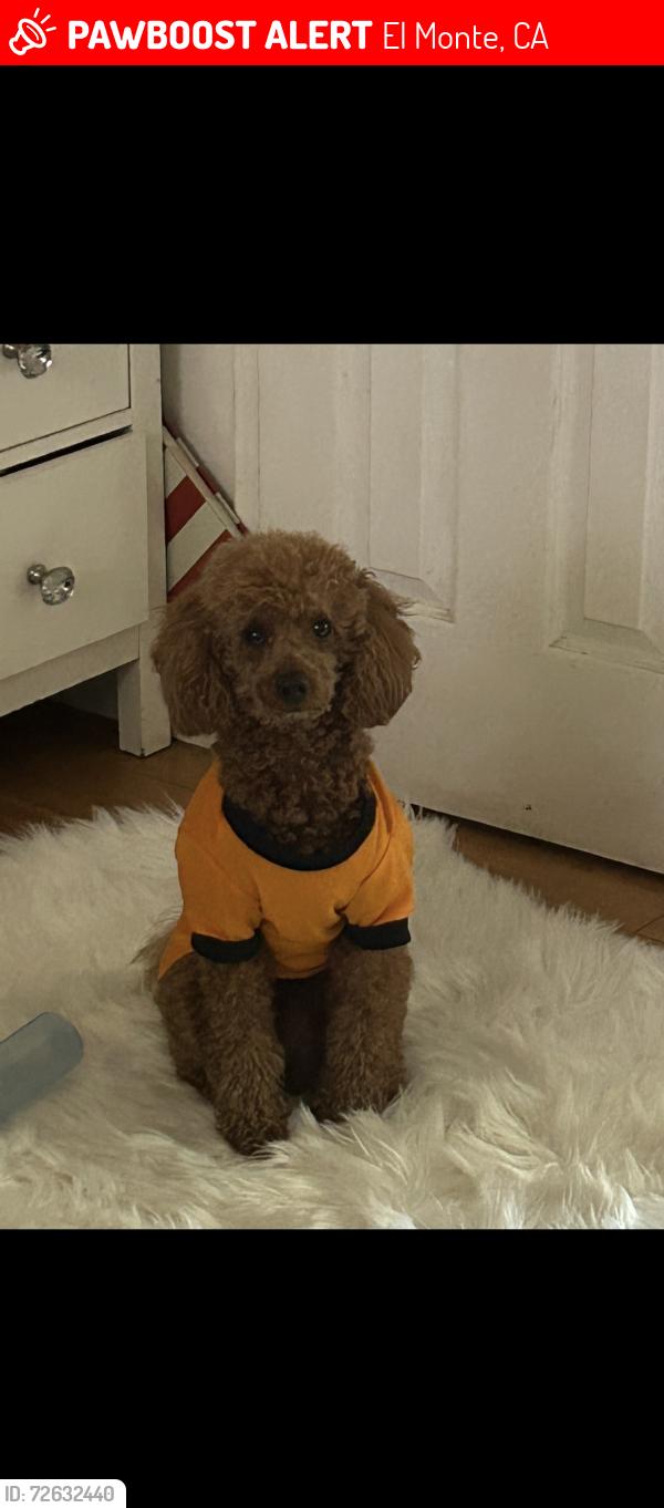Lost Male Dog last seen Cypress /lamber, El Monte, CA 91731