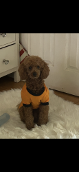 Lost Male Dog last seen Cypress /lamber, El Monte, CA 91731