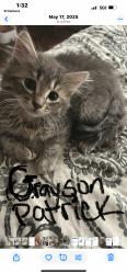 Lost Male Cat last seen 27th Ave and Fraser Way, Yakima, WA 98902