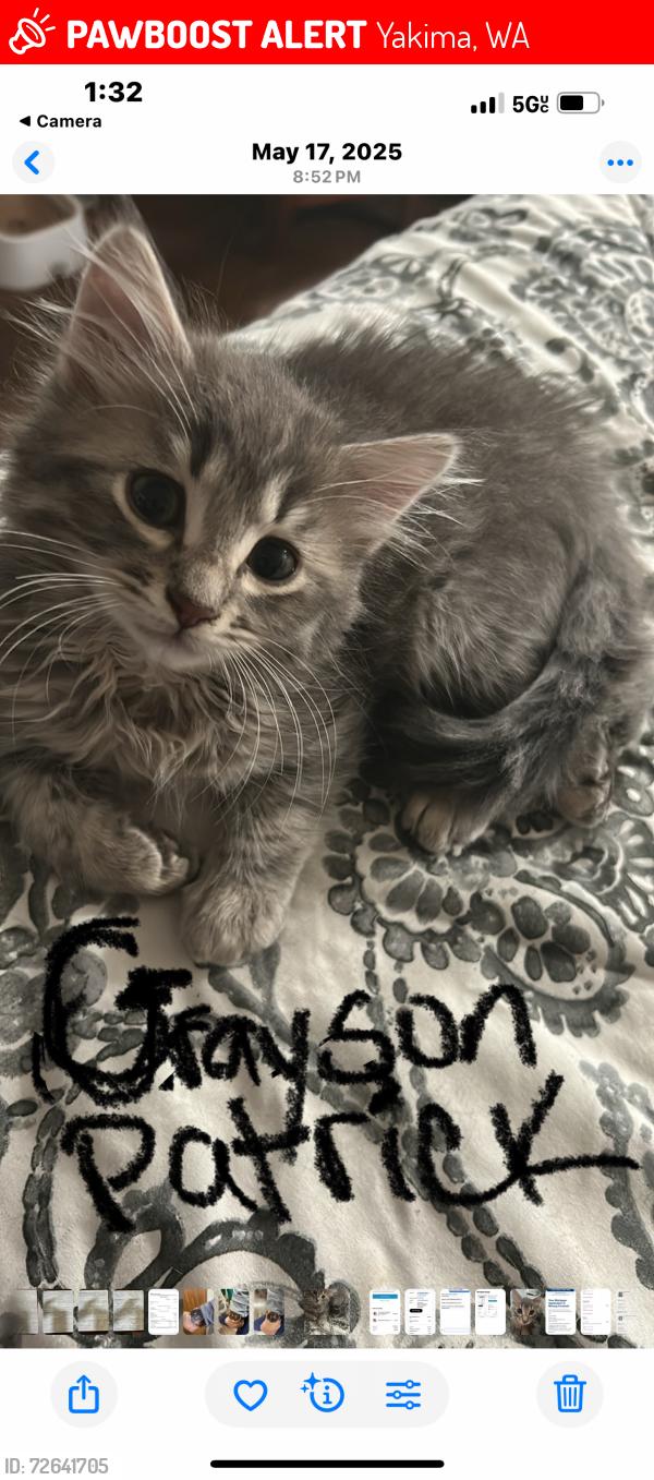 Lost Male Cat last seen 27th Ave and Fraser Way, Yakima, WA 98902