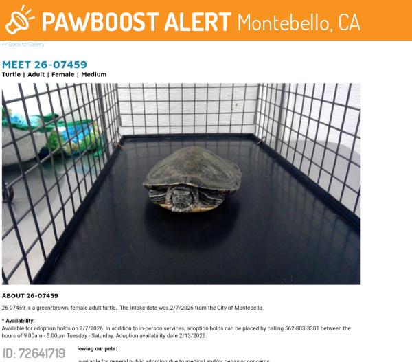 Found/Stray Female Other last seen Montebello now at Seacca Downey Shelter , Montebello, CA 90640