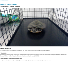 Found/Stray Female Other last seen Montebello now at Seacca Downey Shelter , Montebello, CA 90640