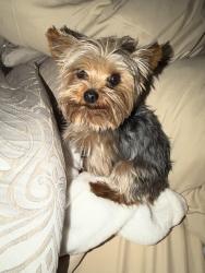 Reunited Male Dog last seen California street and Del Haven , West Covina, CA 91790
