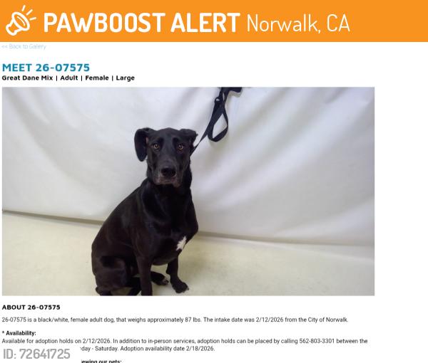 Found/Stray Female Dog last seen NORWALK now at Seacca Downey Shelter , Norwalk, CA 90650